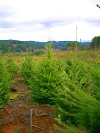 young trees